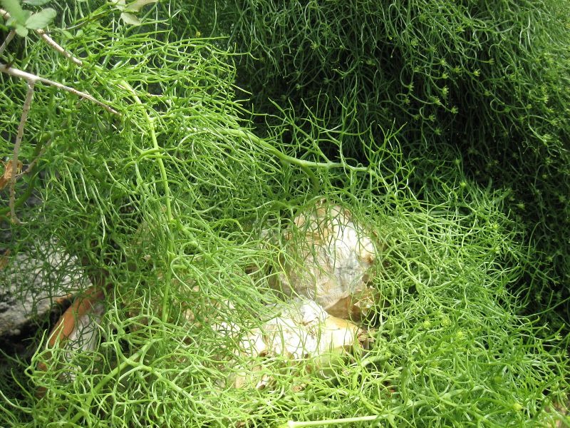 Thân củ hành, cành tóc tiên, hoa măng tây, cây cảnh kỳ dị, sống hàng chục năm, người lười nên trồng- Ảnh 6. Thân củ hành, cành tóc tiên, hoa măng tây, cây cảnh kỳ dị, sống hàng chục năm, người lười nên trồng- Ảnh 6.