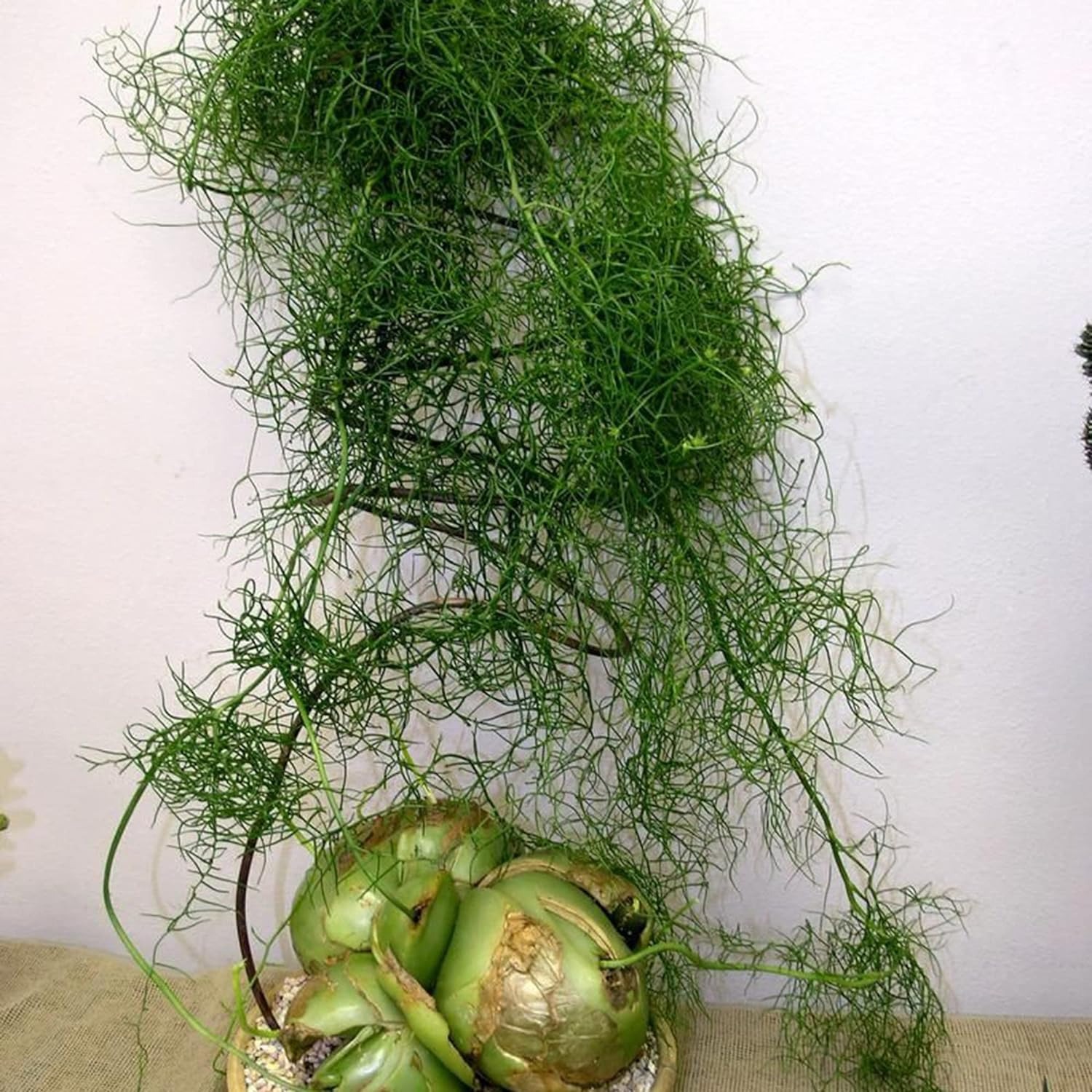 Thân củ hành, cành tóc tiên, hoa măng tây, cây cảnh kỳ dị, sống hàng chục năm, người lười nên trồng- Ảnh 14. Thân củ hành, cành tóc tiên, hoa măng tây, cây cảnh kỳ dị, sống hàng chục năm, người lười nên trồng- Ảnh 14.