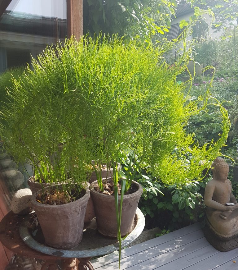 Thân củ hành, cành tóc tiên, hoa măng tây, cây cảnh kỳ dị, sống hàng chục năm, người lười nên trồng- Ảnh 1. Thân củ hành, cành tóc tiên, hoa măng tây, cây cảnh kỳ dị, sống hàng chục năm, người lười nên trồng- Ảnh 1.
