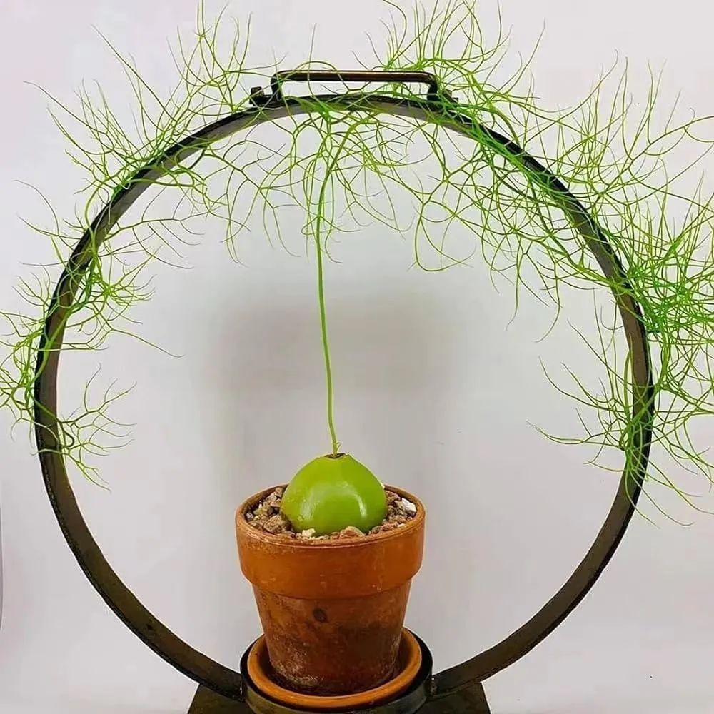 Thân củ hành, cành tóc tiên, hoa măng tây, cây cảnh kỳ dị, sống hàng chục năm, người lười nên trồng- Ảnh 8. Thân củ hành, cành tóc tiên, hoa măng tây, cây cảnh kỳ dị, sống hàng chục năm, người lười nên trồng- Ảnh 8.