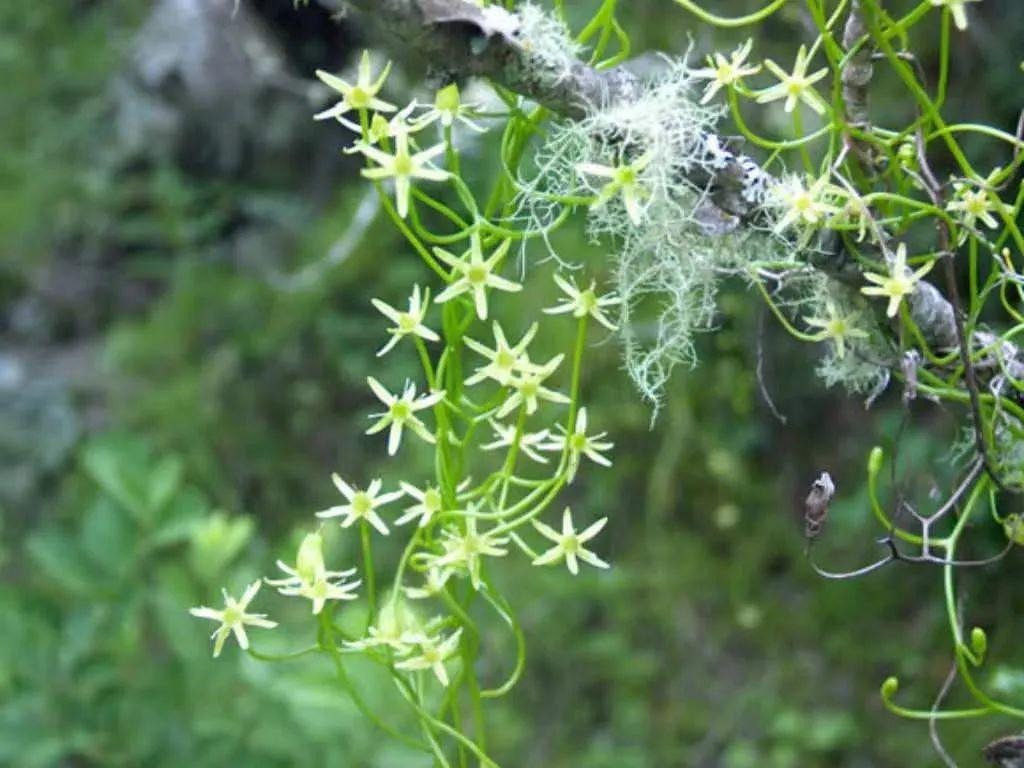 Thân củ hành, cành tóc tiên, hoa măng tây, cây cảnh kỳ dị, sống hàng chục năm, người lười nên trồng- Ảnh 10. Thân củ hành, cành tóc tiên, hoa măng tây, cây cảnh kỳ dị, sống hàng chục năm, người lười nên trồng- Ảnh 10.
