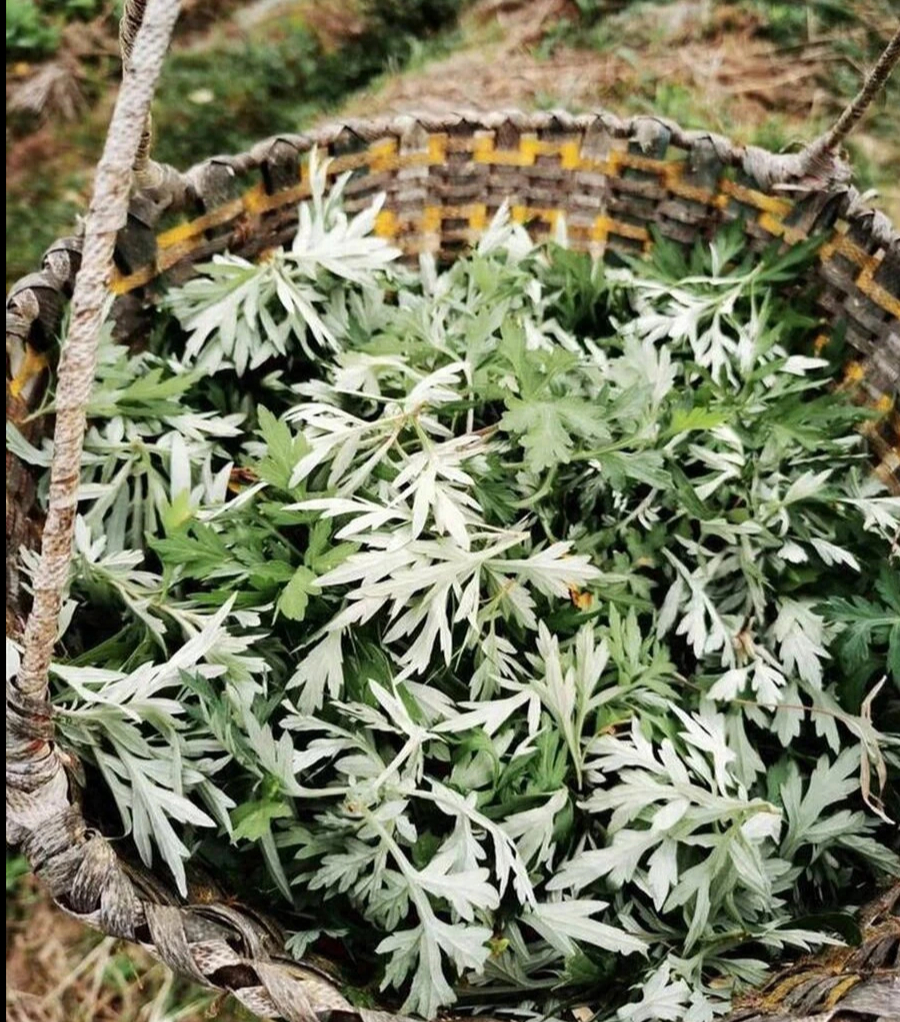 "Mùa xuân ăn 1 cọng cỏ, sống trăm tuổi cũng không già", đó là chỉ loại rau gì vậy? - Ảnh 1.