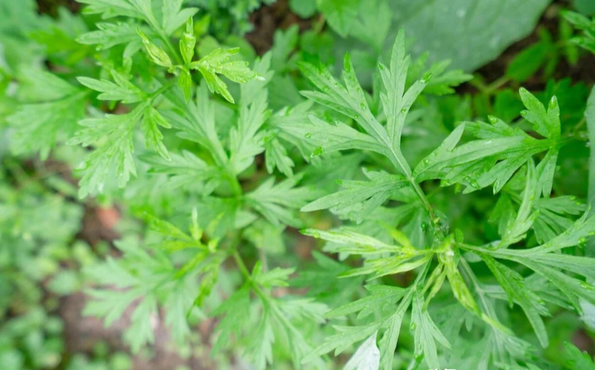 "Mùa xuân ăn 1 cọng cỏ, sống trăm tuổi cũng không già", đó là chỉ loại rau gì vậy? - Ảnh 2.