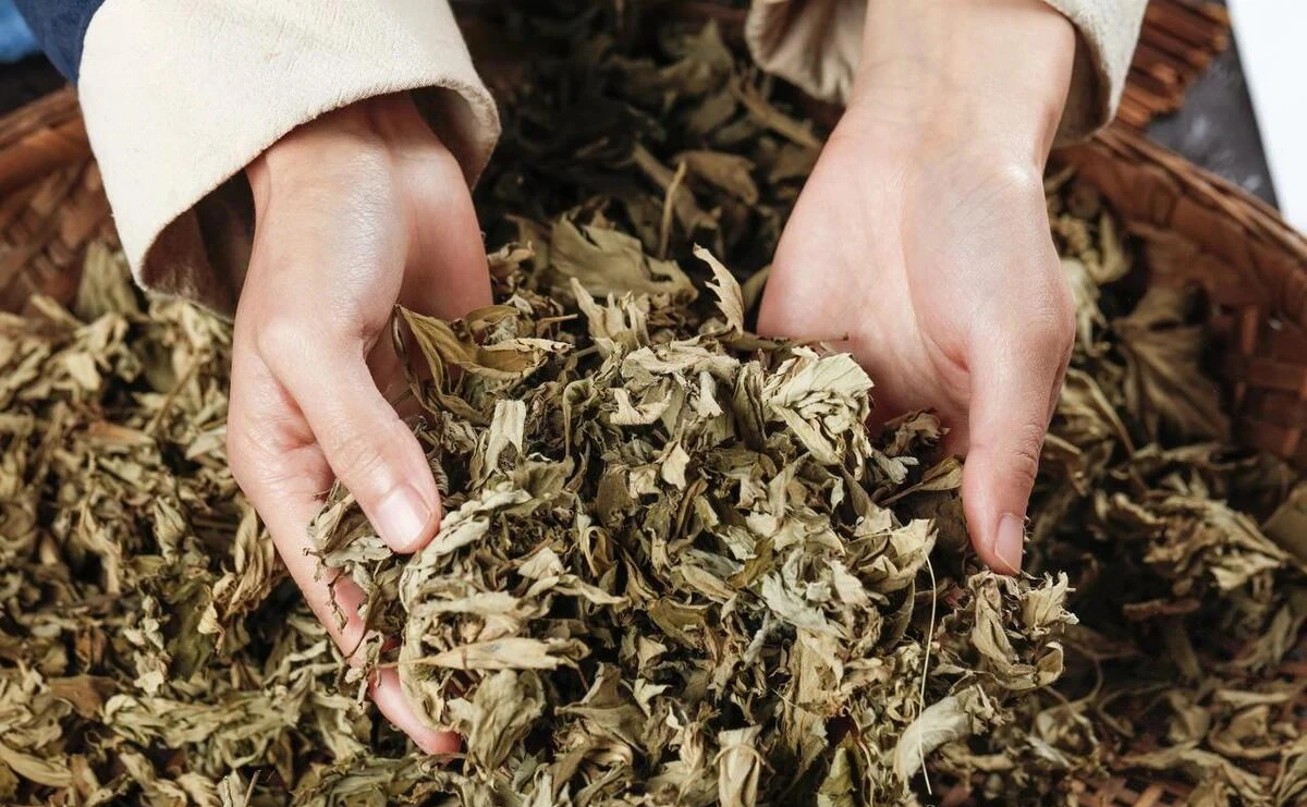 "Mùa xuân ăn 1 cọng cỏ, sống trăm tuổi cũng không già", đó là chỉ loại rau gì vậy? - Ảnh 3.