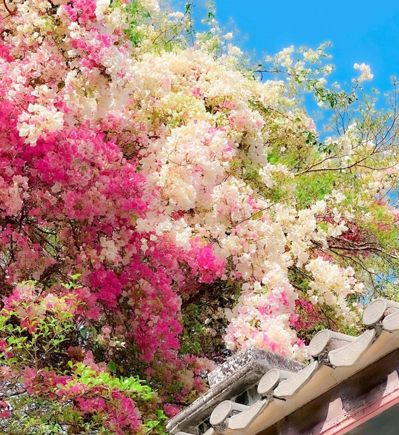 Cây cảnh điềm lành, nở hoa như chốn thần tiên, xua đuổi đen đủi, chiêu tài hút lộc cho gia đình- Ảnh 13.