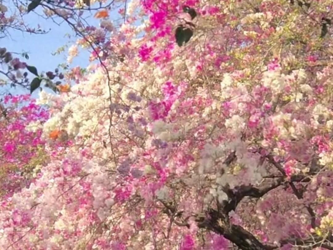 Cây cảnh điềm lành, nở hoa như chốn thần tiên, xua đuổi đen đủi, chiêu tài hút lộc cho gia đình- Ảnh 4.