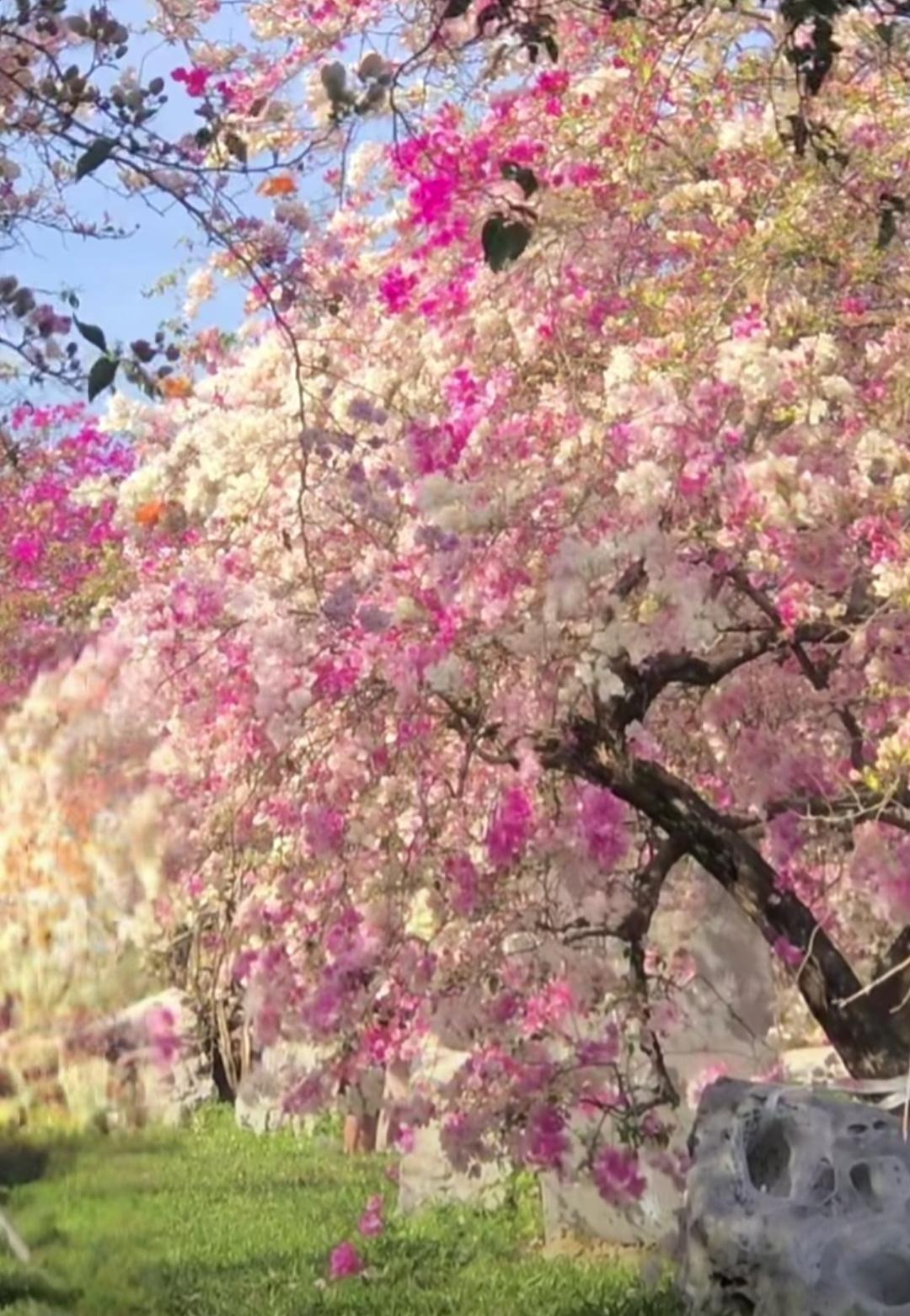 Cây cảnh điềm lành, nở hoa như chốn thần tiên, xua đuổi đen đủi, chiêu tài hút lộc cho gia đình- Ảnh 7.