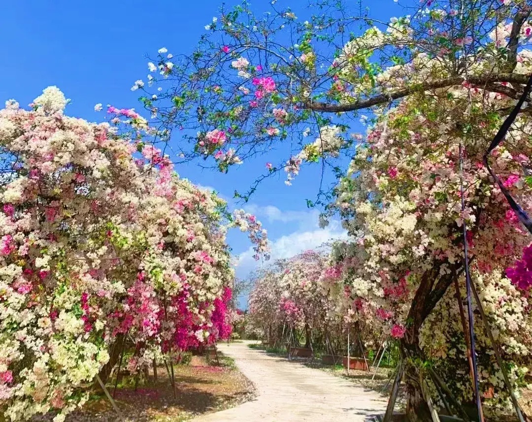 Cây cảnh điềm lành, nở hoa như chốn thần tiên, xua đuổi đen đủi, chiêu tài hút lộc cho gia đình- Ảnh 12.