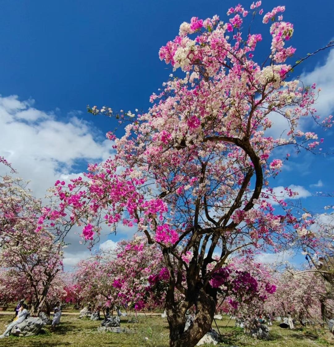 Cây cảnh điềm lành, nở hoa như chốn thần tiên, xua đuổi đen đủi, chiêu tài hút lộc cho gia đình- Ảnh 10.
