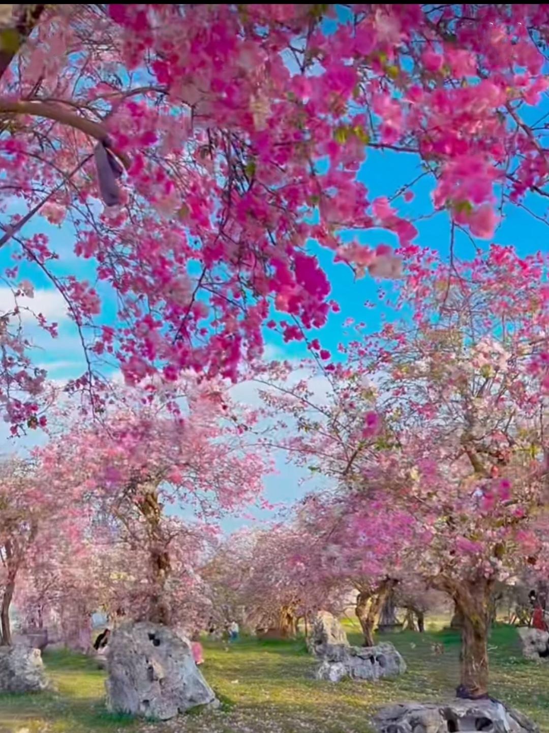 Cây cảnh điềm lành, nở hoa như chốn thần tiên, xua đuổi đen đủi, chiêu tài hút lộc cho gia đình- Ảnh 2.