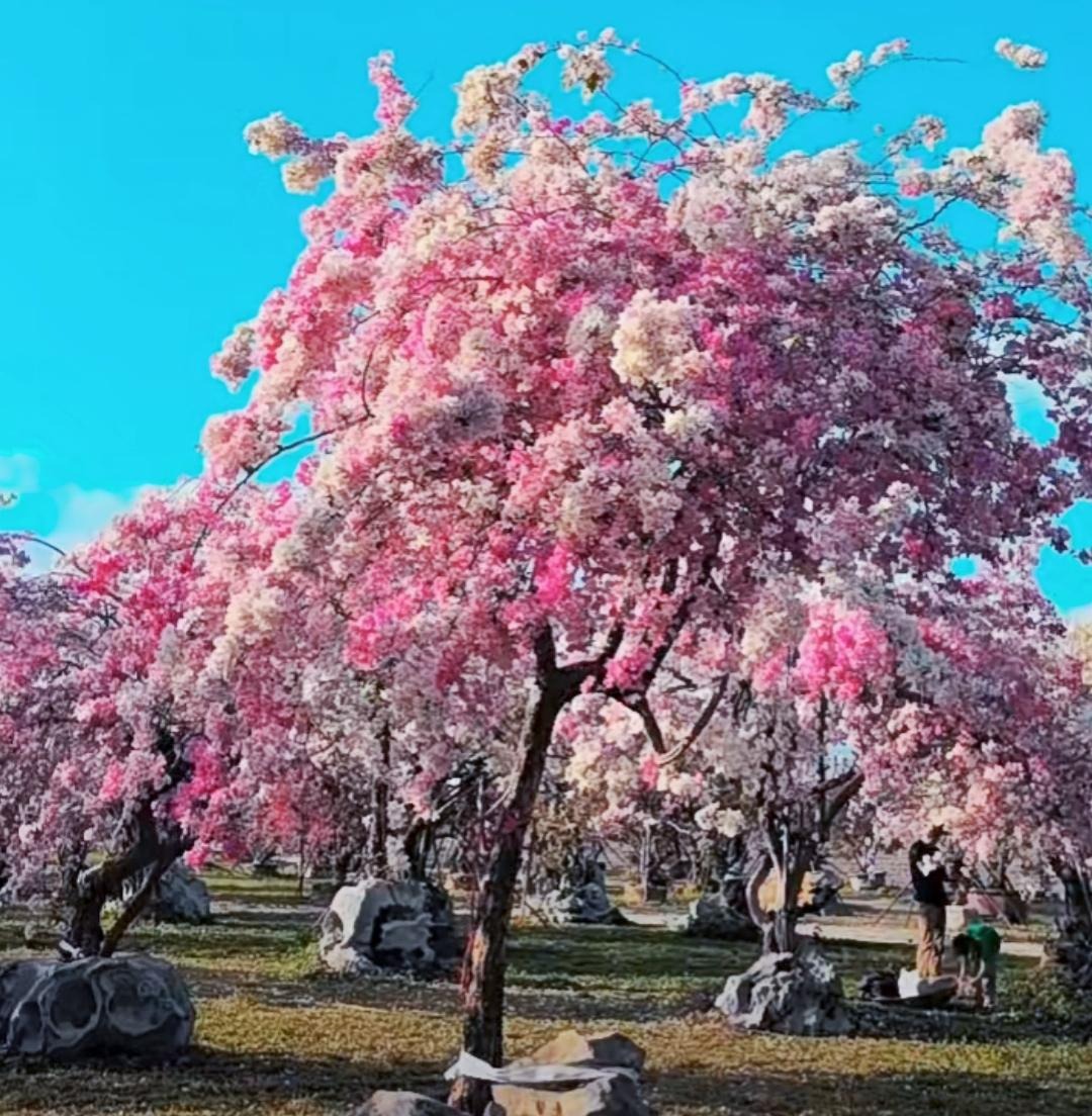 Cây cảnh điềm lành, nở hoa như chốn thần tiên, xua đuổi đen đủi, chiêu tài hút lộc cho gia đình- Ảnh 5.