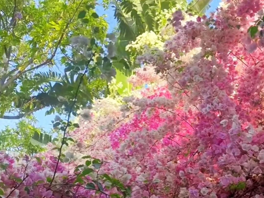 Cây cảnh điềm lành, nở hoa như chốn thần tiên, xua đuổi đen đủi, chiêu tài hút lộc cho gia đình- Ảnh 3.