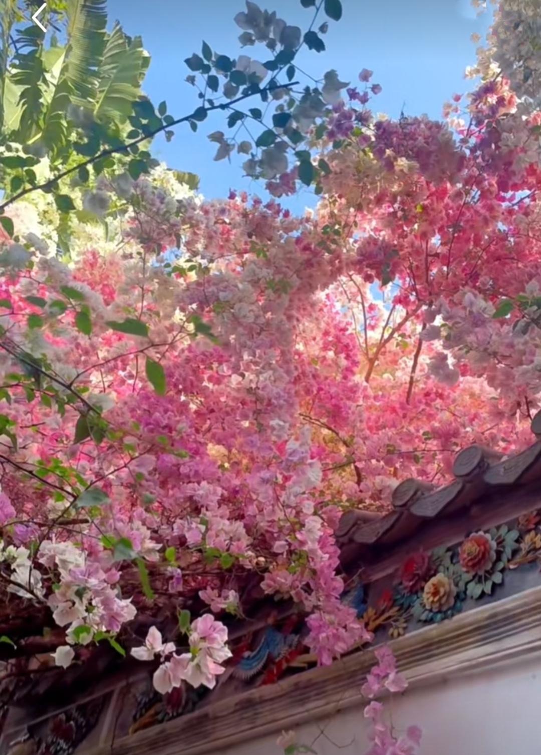 Cây cảnh điềm lành, nở hoa như chốn thần tiên, xua đuổi đen đủi, chiêu tài hút lộc cho gia đình- Ảnh 9.