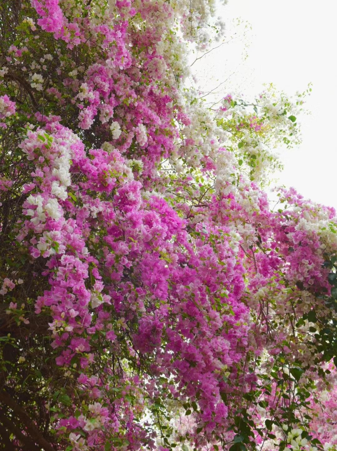 Cây cảnh điềm lành, nở hoa như chốn thần tiên, xua đuổi đen đủi, chiêu tài hút lộc cho gia đình- Ảnh 6.