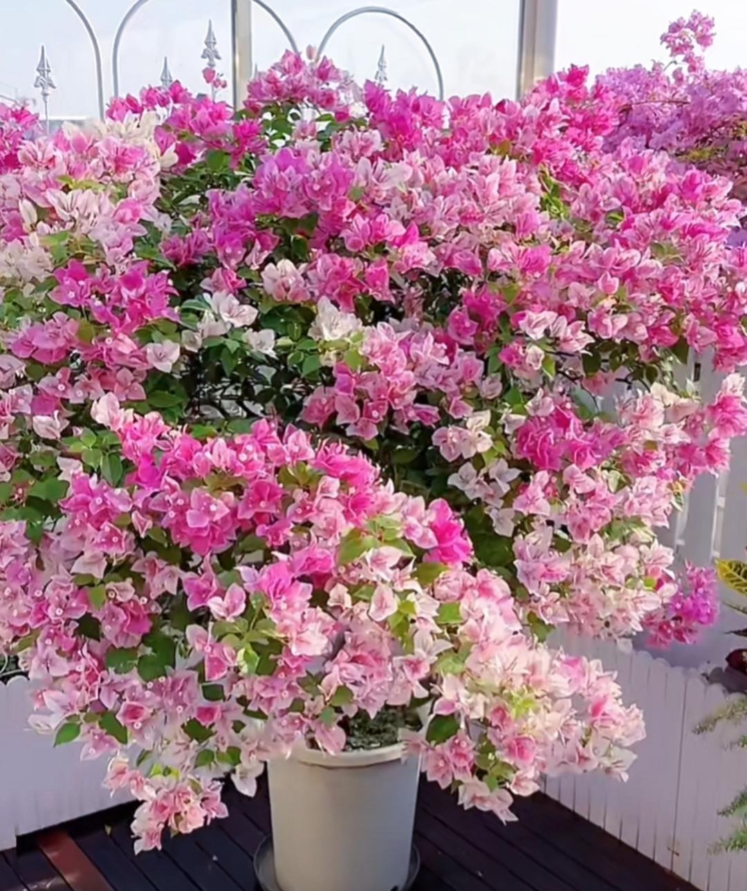 Cây cảnh điềm lành, nở hoa như chốn thần tiên, xua đuổi đen đủi, chiêu tài hút lộc cho gia đình- Ảnh 14.