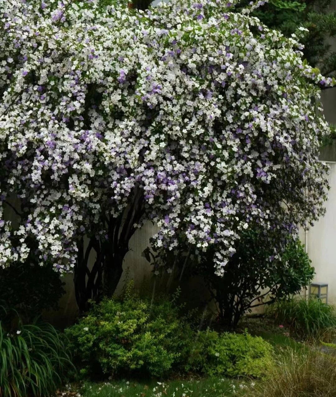 Cây cảnh tên dài dằng dặc, mang vẻ đẹp vừa ngây thơ vừa quyến rũ, trồng trong nhà vượng khí, sinh tài - Ảnh 8.