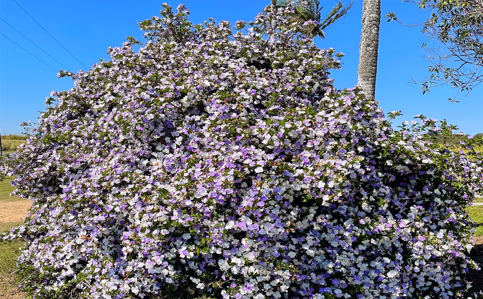 Cây cảnh tên dài dằng dặc, mang vẻ đẹp vừa ngây thơ vừa quyến rũ, trồng trong nhà vượng khí, sinh tài - Ảnh 11.