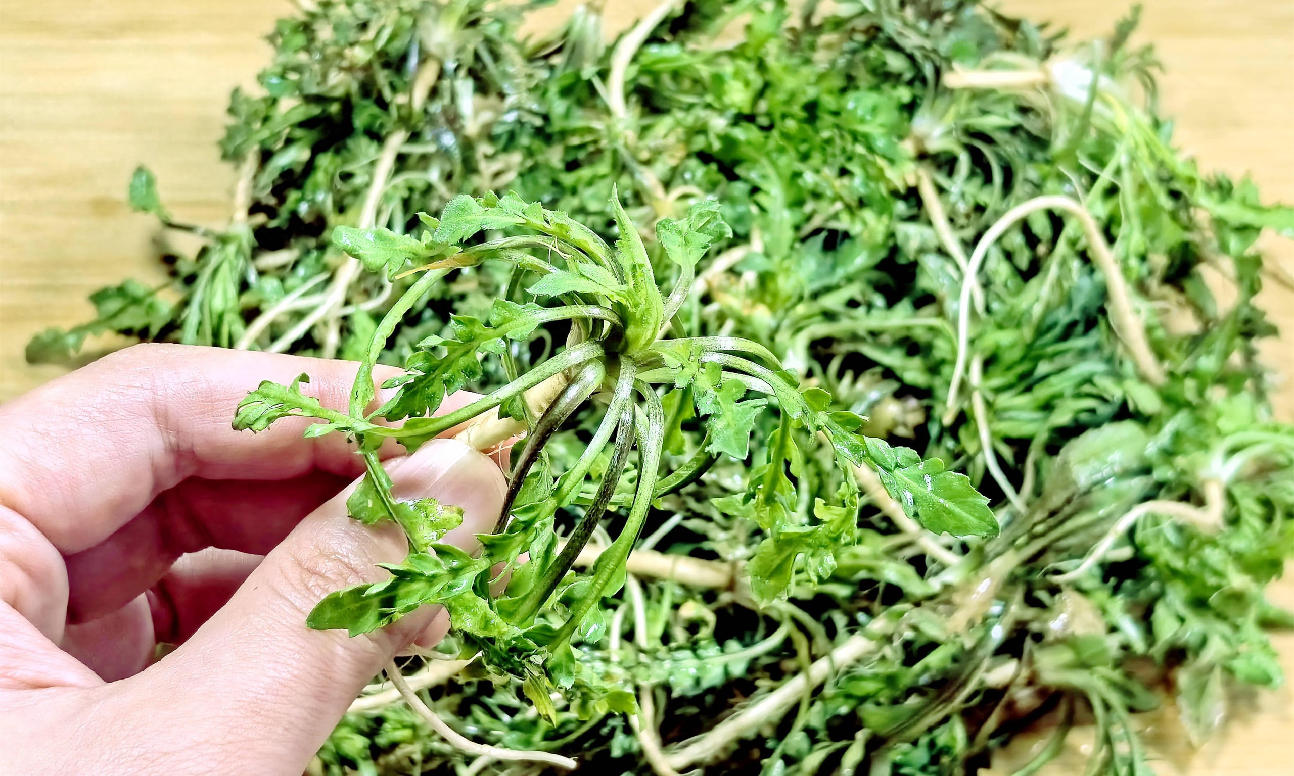 Loại rau "cỏ tiên" của mùa xuân nấu với báu vật này, dưỡng gan, bảo vệ mắt, làm sạch ruột- Ảnh 1.