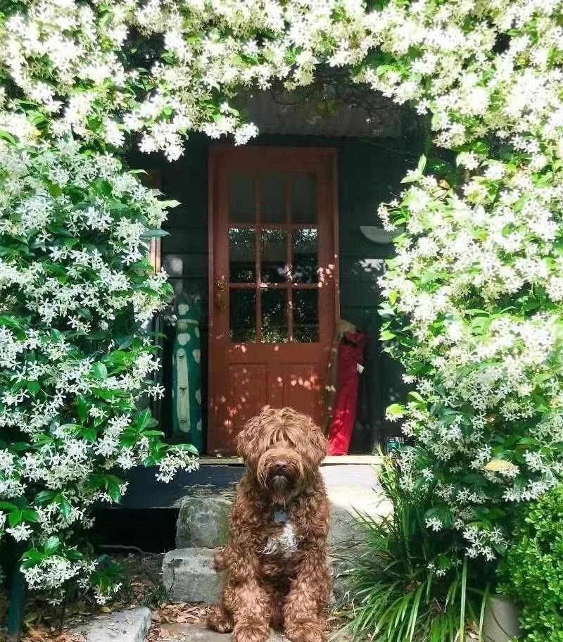 Cây cảnh lá xanh như ngọc, hoa trắng như tuyết, biến nhà bạn thành ốc đảo lấp lánh, thơm ngát- Ảnh 3.