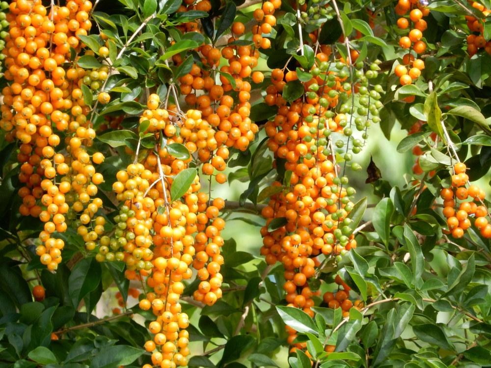 Cây cảnh hoa xanh biếc, quả vàng rực, đẹp như mơ, xứng đáng là "vị thần" giữ của cho gia đình- Ảnh 4.