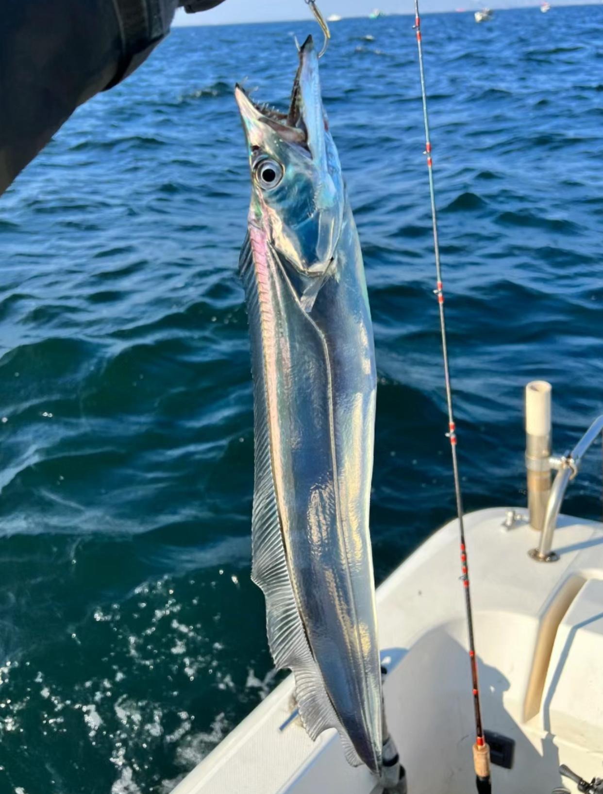 Loại cá dài dằng dặc, nhiều thịt, ít xương, "thần dược" bổ cho mắt, tốt cho não, hầm, rán đều ngon - Ảnh 2.