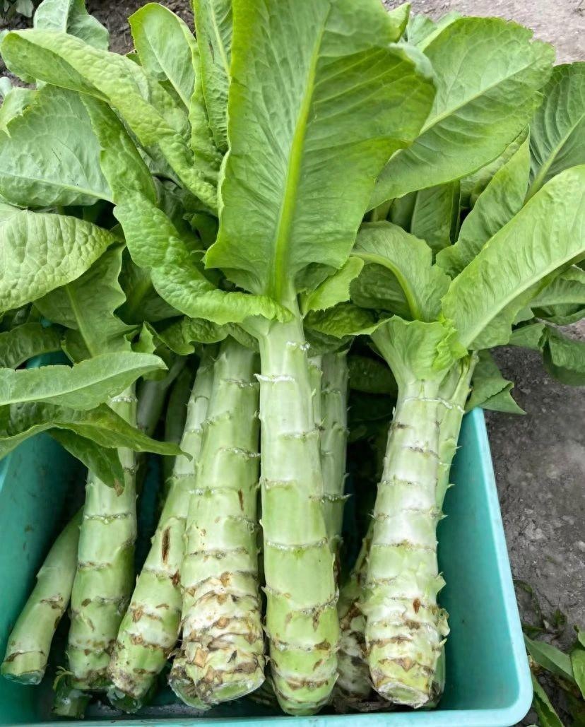 Loại rau tươi non, giòn ngọt hơn măng xuân, rẻ tiền nhưng bổ dưỡng, trộn - xào đều ngon- Ảnh 1.