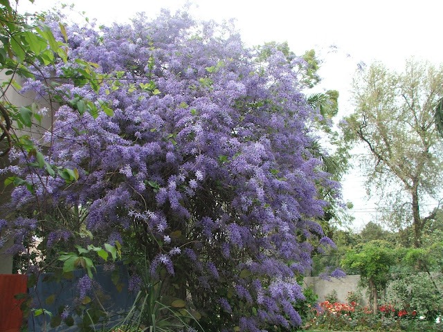 Cây cảnh hoa xanh biếc, quả vàng rực, đẹp như mơ, xứng đáng là "vị thần" giữ của cho gia đình- Ảnh 13.