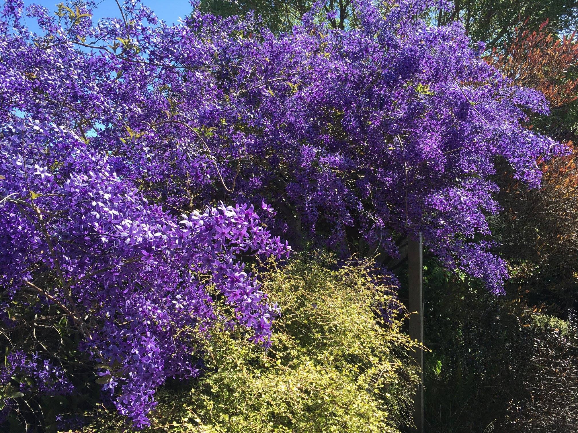 Cây cảnh hoa xanh biếc, quả vàng rực, đẹp như mơ, xứng đáng là "vị thần" giữ của cho gia đình- Ảnh 10.