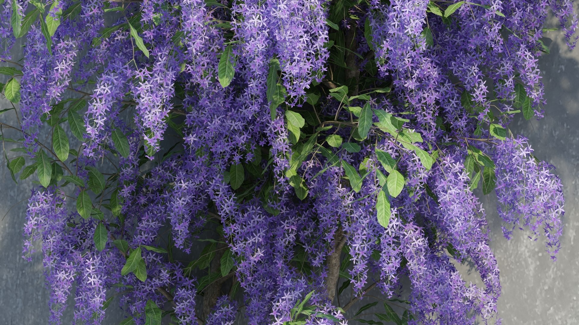 Cây cảnh hoa xanh biếc, quả vàng rực, đẹp như mơ, xứng đáng là "vị thần" giữ của cho gia đình- Ảnh 9.