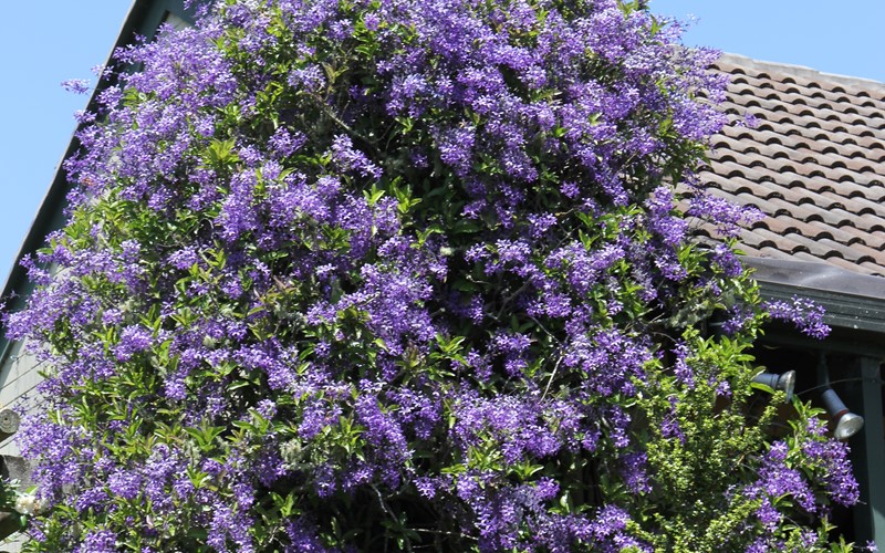 Cây cảnh hoa xanh biếc, quả vàng rực, đẹp như mơ, xứng đáng là "vị thần" giữ của cho gia đình- Ảnh 15.