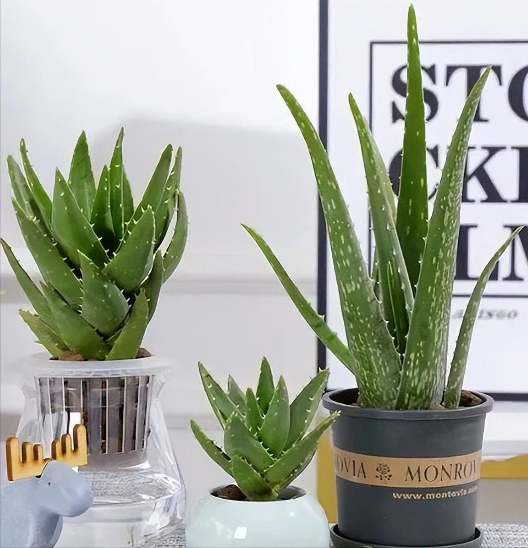 Cây cảnh chữa lành, bé nhỏ mà siêu năng lực, như "bùa hộ mệnh" trong nhà giúp xua đuổi bệnh tật- Ảnh 4.