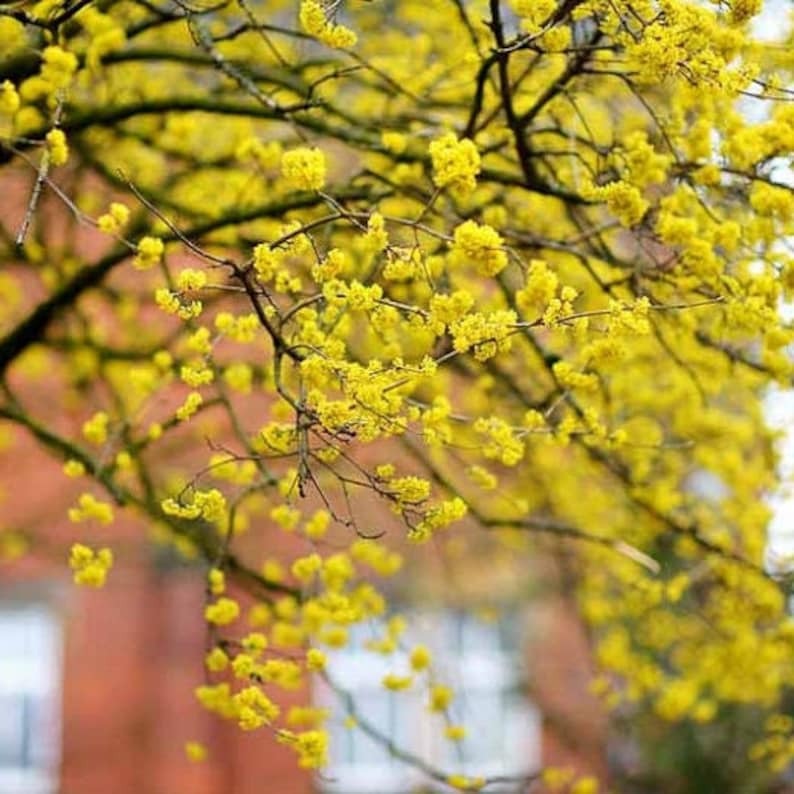Cây cảnh phong thủy, cành lá tươi đẹp, hoa quả rực rỡ, mang điềm lành và sự bình yên cho ngôi nhà- Ảnh 14.