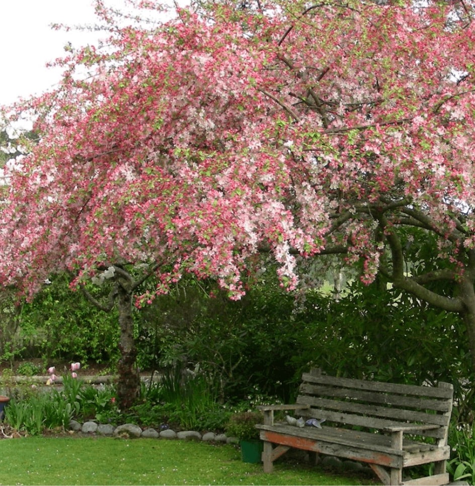 Cây cảnh phong thủy, cành lá tươi đẹp, hoa quả rực rỡ, mang điềm lành và sự bình yên cho ngôi nhà- Ảnh 17.