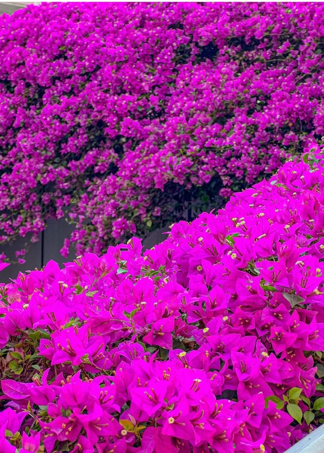 Cây cảnh bình dân vạn người mê, biển hoa nở 365 ngày, ngăn chặn tà khí, giữ gìn bình an, may mắn- Ảnh 8. Cây cảnh bình dân vạn người mê, biển hoa nở 365 ngày, ngăn chặn tà khí, giữ gìn bình an, may mắn- Ảnh 8.