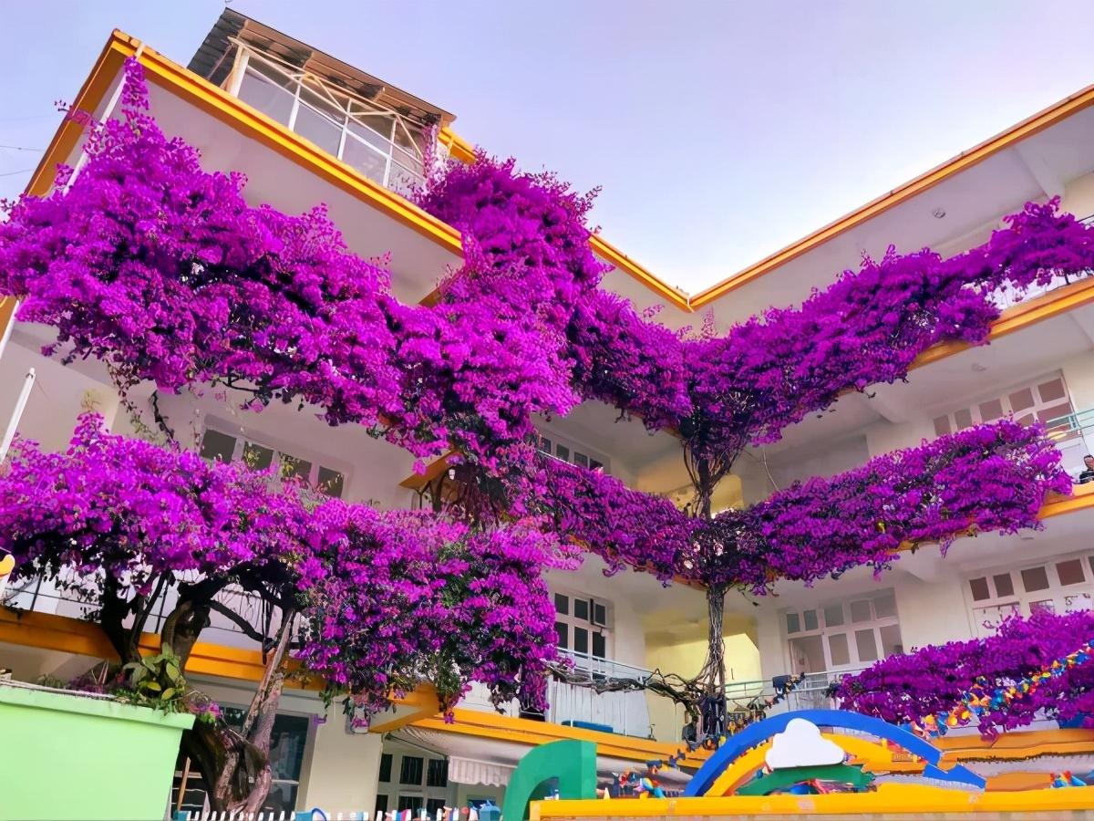 Cây cảnh bình dân vạn người mê, biển hoa nở 365 ngày, ngăn chặn tà khí, giữ gìn bình an, may mắn- Ảnh 6. Cây cảnh bình dân vạn người mê, biển hoa nở 365 ngày, ngăn chặn tà khí, giữ gìn bình an, may mắn- Ảnh 6.