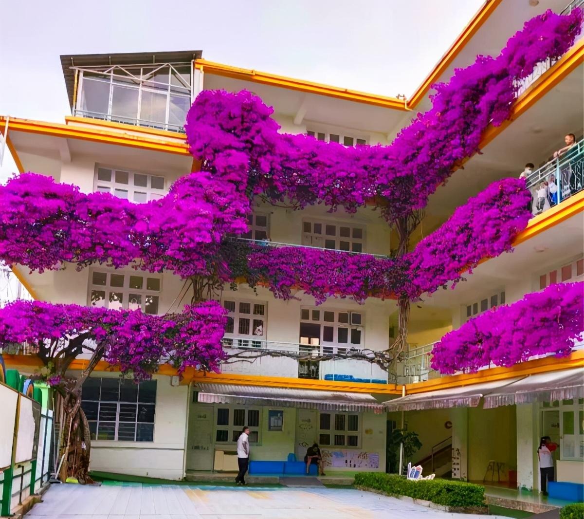Cây cảnh bình dân vạn người mê, biển hoa nở 365 ngày, ngăn chặn tà khí, giữ gìn bình an, may mắn- Ảnh 13. Cây cảnh bình dân vạn người mê, biển hoa nở 365 ngày, ngăn chặn tà khí, giữ gìn bình an, may mắn- Ảnh 13.