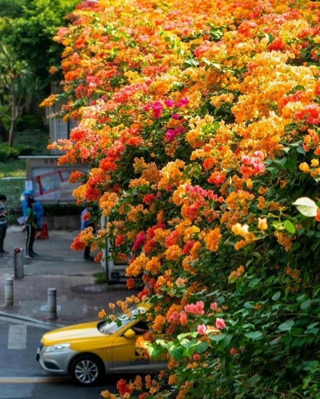 Cây cảnh bình dân vạn người mê, biển hoa nở 365 ngày, ngăn chặn tà khí, giữ gìn bình an, may mắn- Ảnh 15. Cây cảnh bình dân vạn người mê, biển hoa nở 365 ngày, ngăn chặn tà khí, giữ gìn bình an, may mắn- Ảnh 15.