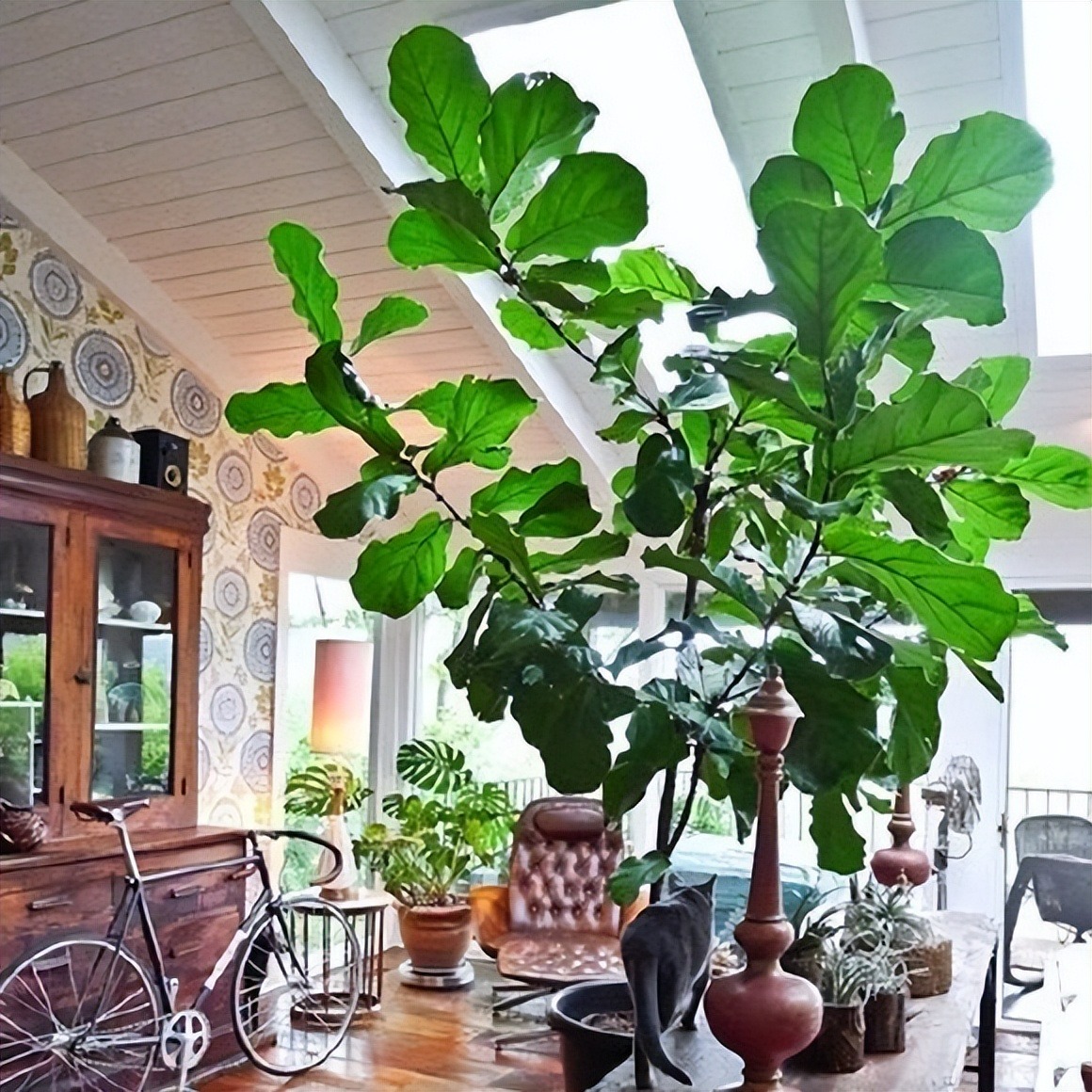 Cây cảnh bá đạo, lá càng to, lộc càng vượng, trồng trong nhà chiêu phúc, cầu may, nhà giàu ưa thích- Ảnh 1. Cây cảnh bá đạo, lá càng to, lộc càng vượng, trồng trong nhà chiêu phúc, cầu may, nhà giàu ưa thích- Ảnh 1.