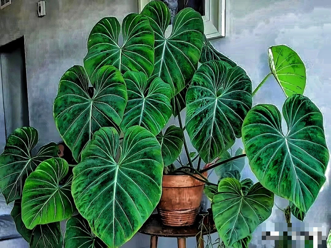 Cây cảnh bá đạo, lá càng to, lộc càng vượng, trồng trong nhà chiêu phúc, cầu may, nhà giàu ưa thích- Ảnh 6. Cây cảnh bá đạo, lá càng to, lộc càng vượng, trồng trong nhà chiêu phúc, cầu may, nhà giàu ưa thích- Ảnh 6.