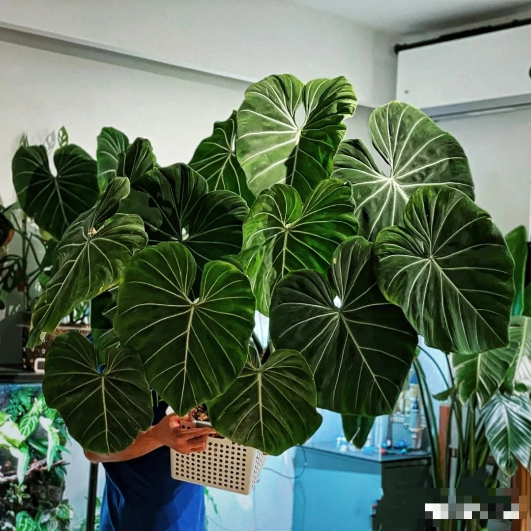 Cây cảnh bá đạo, lá càng to, lộc càng vượng, trồng trong nhà chiêu phúc, cầu may, nhà giàu ưa thích- Ảnh 7. Cây cảnh bá đạo, lá càng to, lộc càng vượng, trồng trong nhà chiêu phúc, cầu may, nhà giàu ưa thích- Ảnh 7.