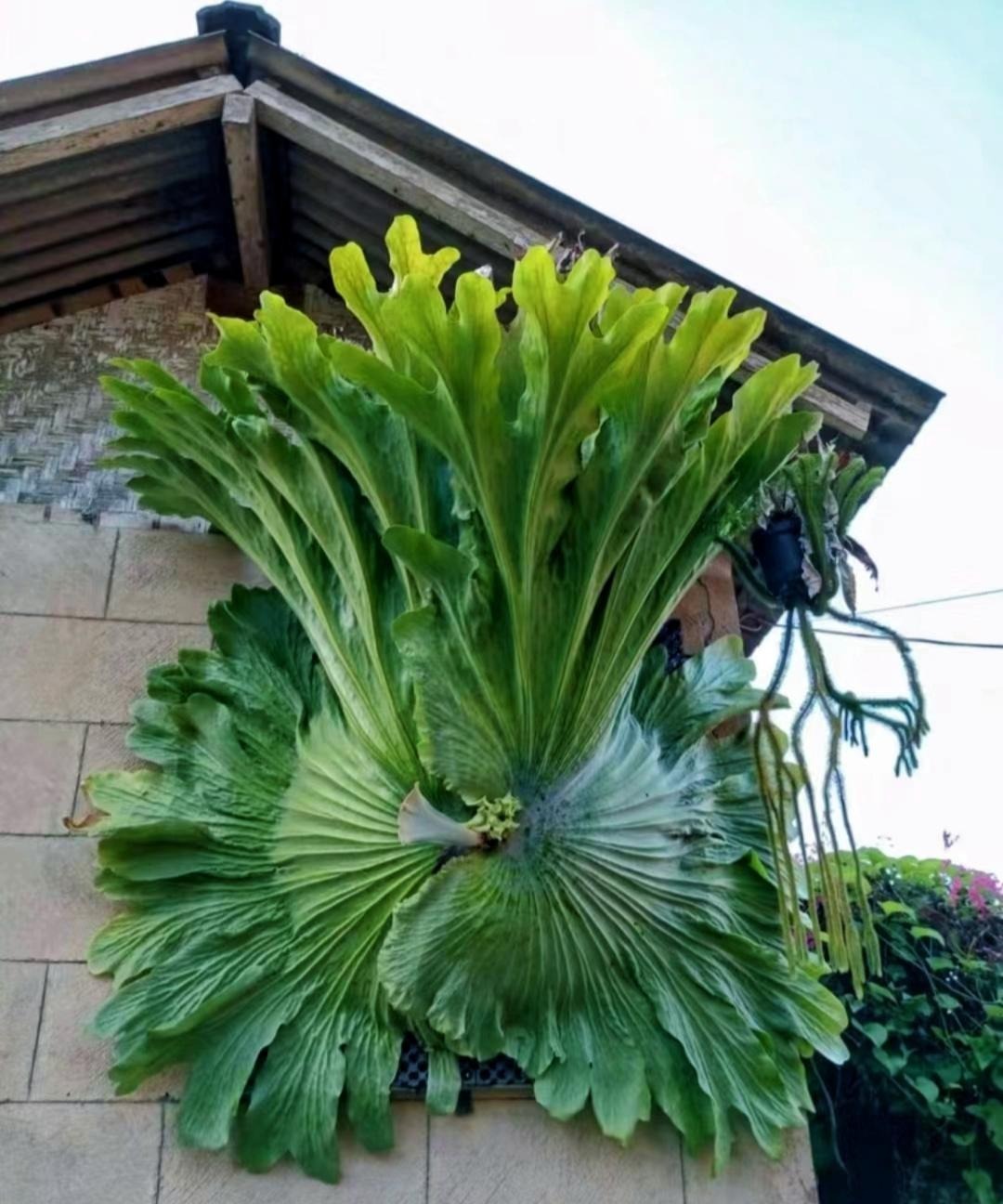 Cây cảnh bá đạo, lá càng to, lộc càng vượng, trồng trong nhà chiêu phúc, cầu may, nhà giàu ưa thích- Ảnh 9. Cây cảnh bá đạo, lá càng to, lộc càng vượng, trồng trong nhà chiêu phúc, cầu may, nhà giàu ưa thích- Ảnh 9.