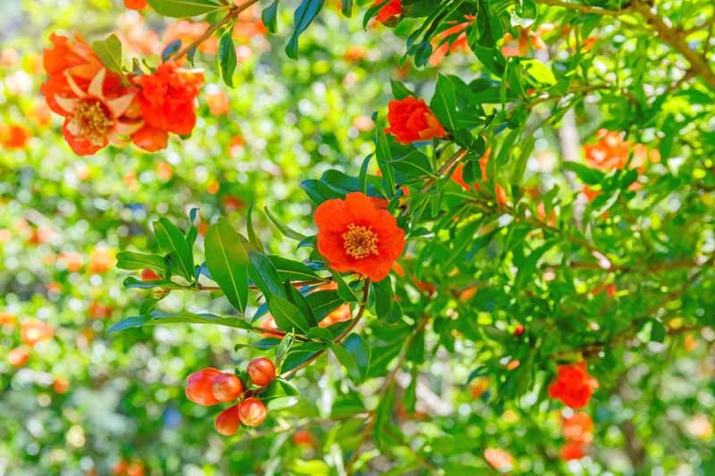 Cây cảnh ngàn vàng không đổi, tươi đẹp cả 4 mùa, phúc lộc đầy nhà, gia đình hưng thịnh, cát tường- Ảnh 5.