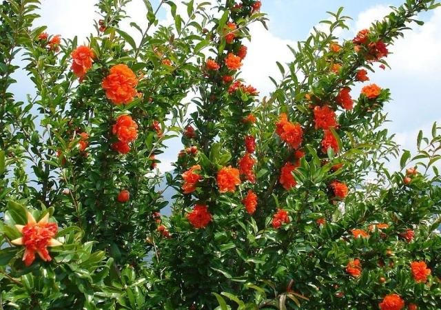 Cây cảnh ngàn vàng không đổi, tươi đẹp cả 4 mùa, phúc lộc đầy nhà, gia đình hưng thịnh, cát tường- Ảnh 6.