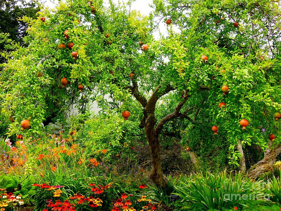 Cây cảnh ngàn vàng không đổi, tươi đẹp cả 4 mùa, phúc lộc đầy nhà, gia đình hưng thịnh, cát tường- Ảnh 4.
