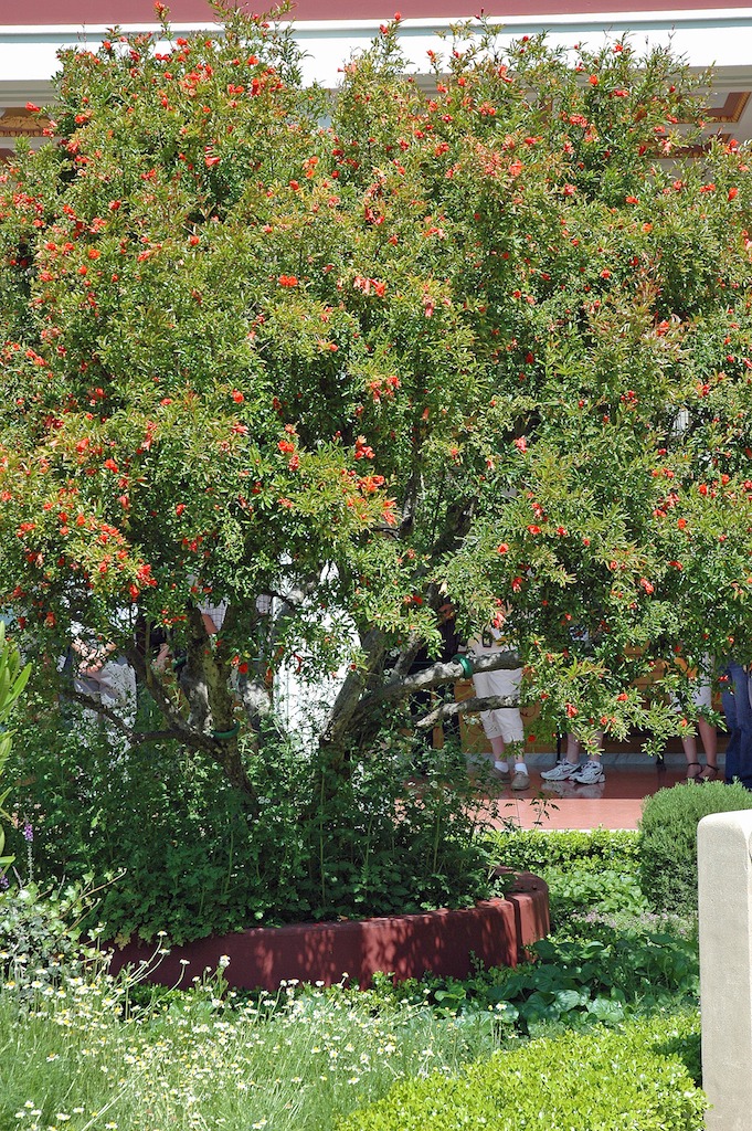 Cây cảnh ngàn vàng không đổi, tươi đẹp cả 4 mùa, phúc lộc đầy nhà, gia đình hưng thịnh, cát tường- Ảnh 15.