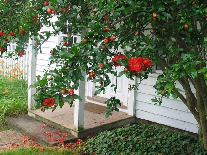 Cây cảnh ngàn vàng không đổi, tươi đẹp cả 4 mùa, phúc lộc đầy nhà, gia đình hưng thịnh, cát tường- Ảnh 12.