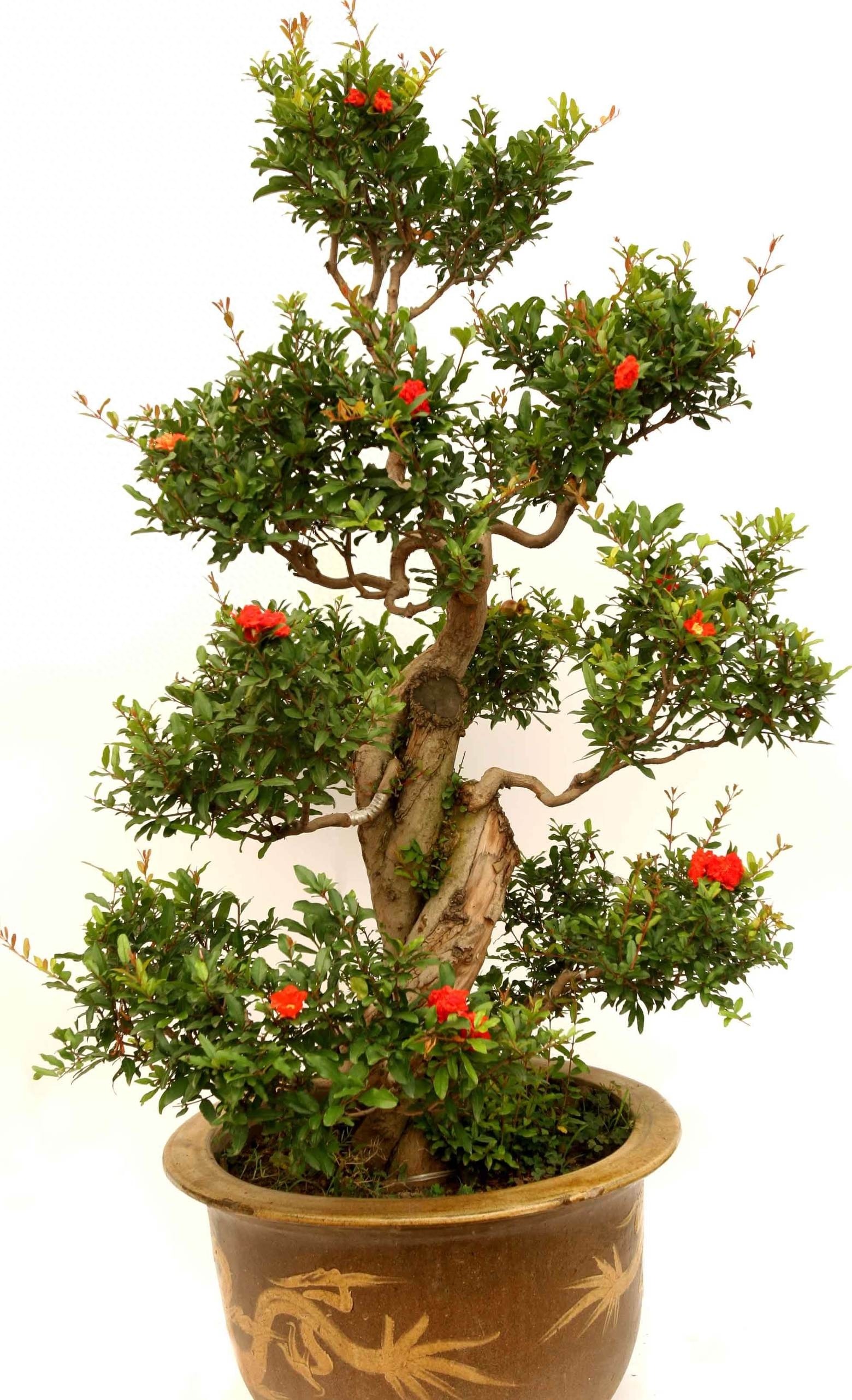 Cây cảnh ngàn vàng không đổi, tươi đẹp cả 4 mùa, phúc lộc đầy nhà, gia đình hưng thịnh, cát tường- Ảnh 17.