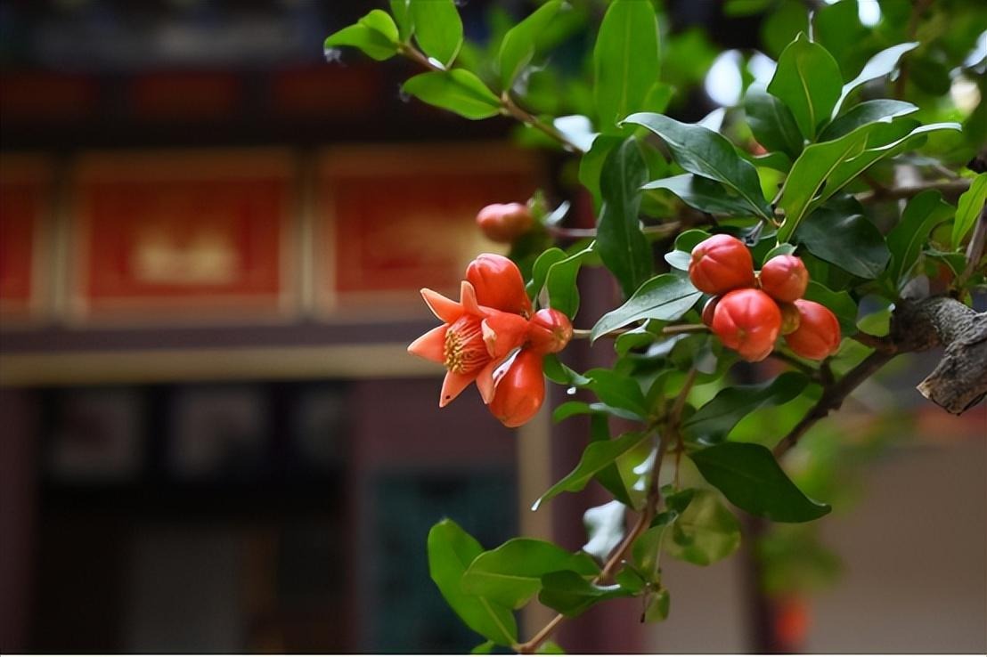 Cây cảnh ngàn vàng không đổi, tươi đẹp cả 4 mùa, phúc lộc đầy nhà, gia đình hưng thịnh, cát tường- Ảnh 18.