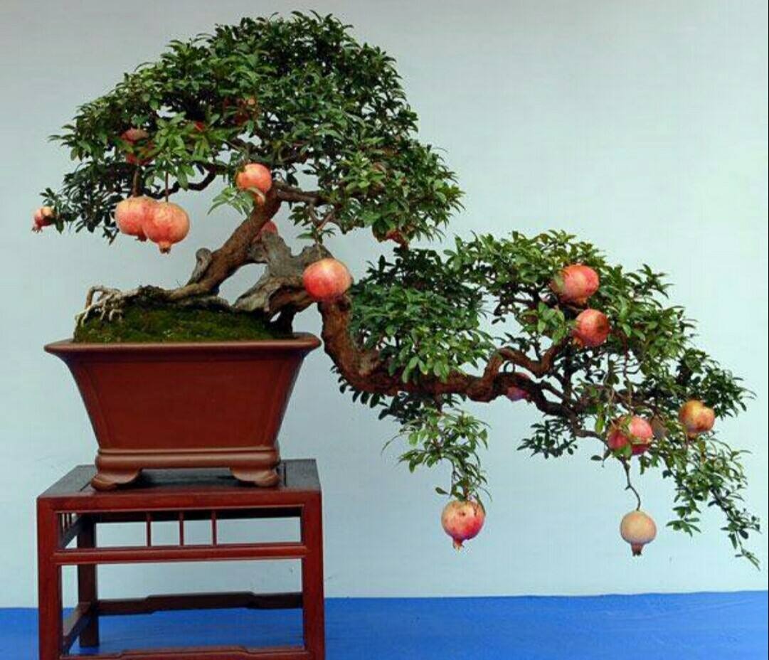 Cây cảnh ngàn vàng không đổi, tươi đẹp cả 4 mùa, phúc lộc đầy nhà, gia đình hưng thịnh, cát tường- Ảnh 7.