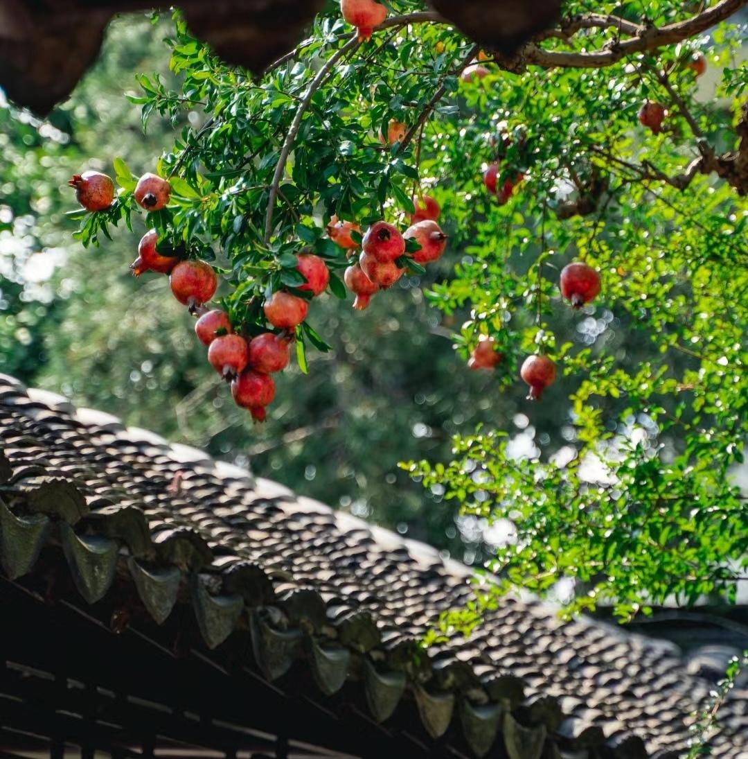 Cây cảnh ngàn vàng không đổi, tươi đẹp cả 4 mùa, phúc lộc đầy nhà, gia đình hưng thịnh, cát tường- Ảnh 14.